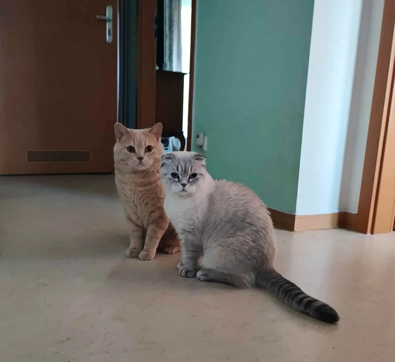 Dos gatos en casa vigilados con una cámara de interior desde el móvil